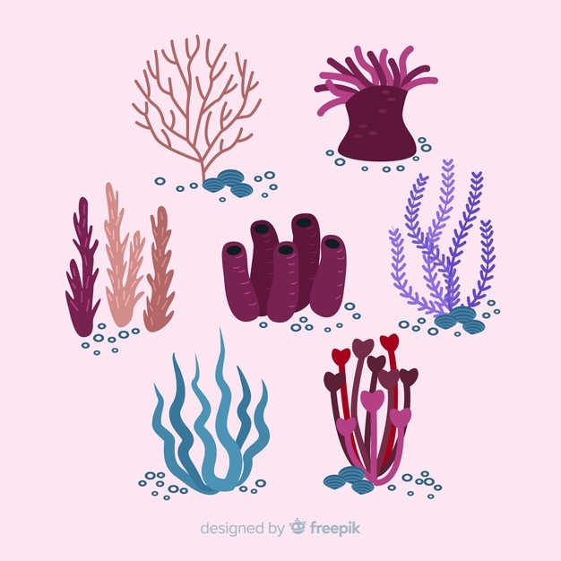 626x626 Coral Vectors, Photos And Free Download
