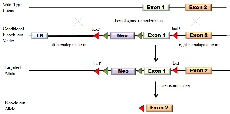 762x379 Targeting Vector Center For Neuroscience University