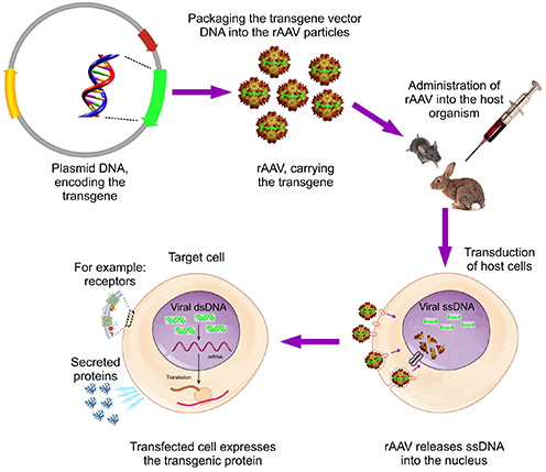 496x429 University Of Helsinki Research Programs Biomedicum