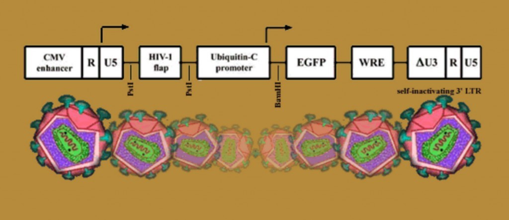 1024x442 Viral Production