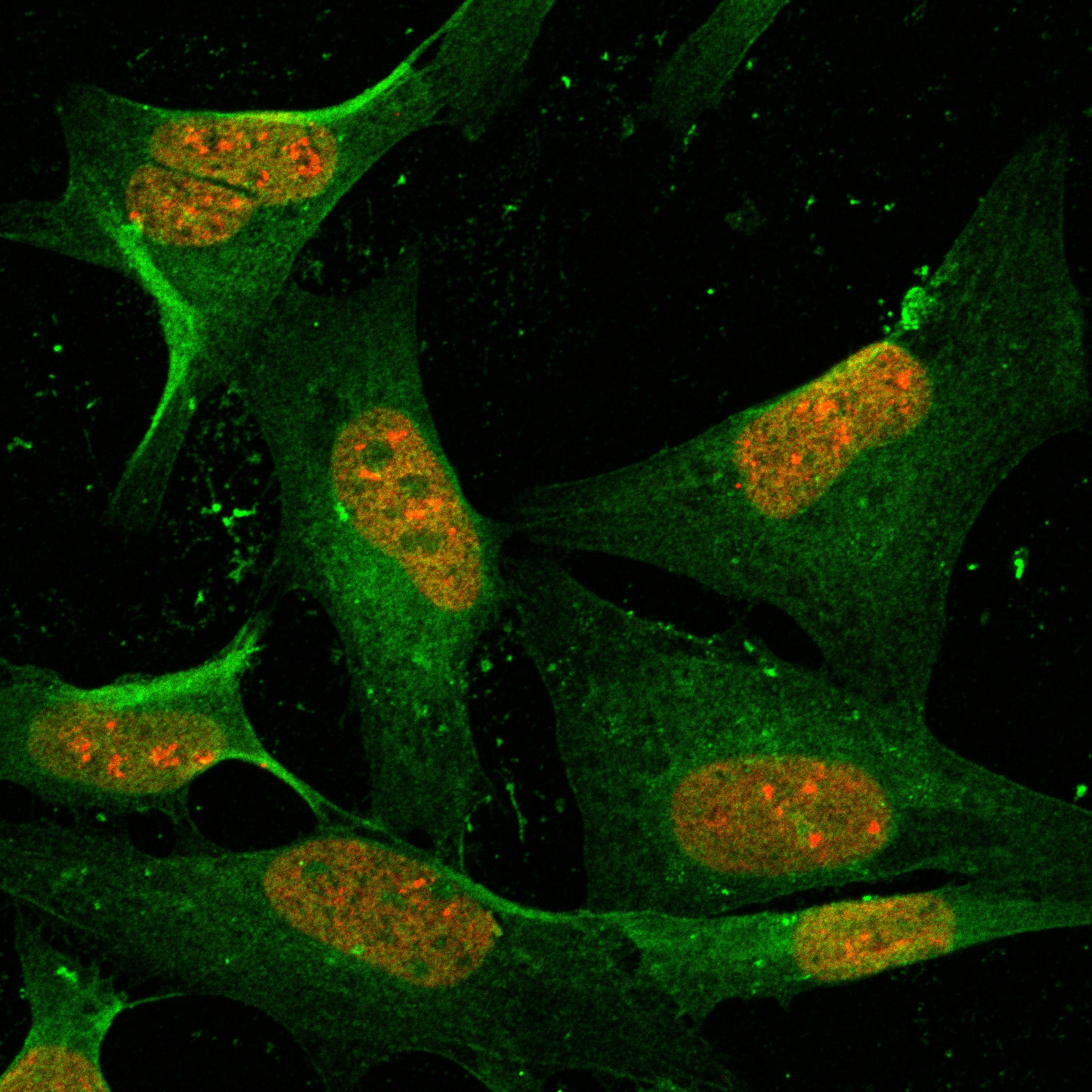 2022x2022 Ilab Organizer Research Viral Vector Core