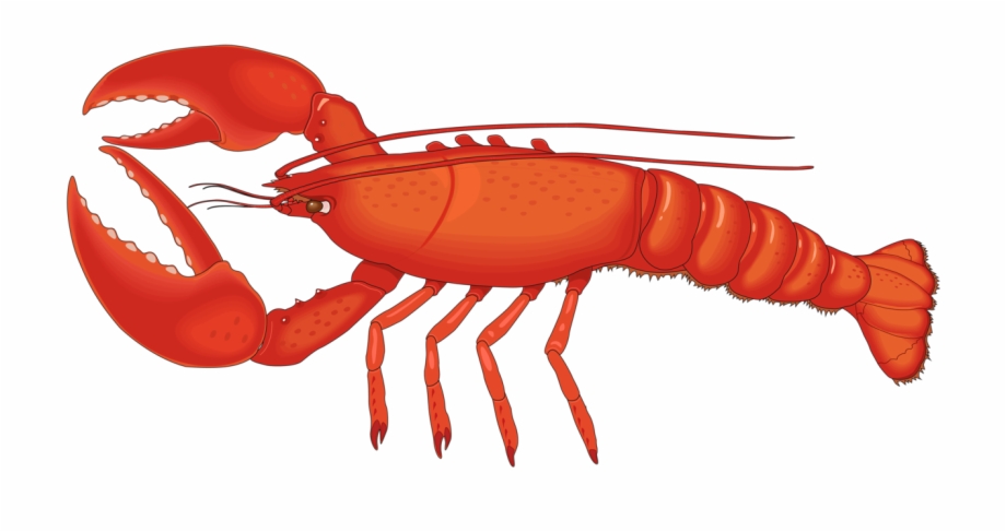 Crawfish Vector Spiny Lobster 920x487 Crawfish Vector Spiny Lobster