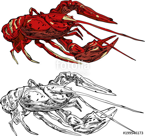 Crawfish Isolated On White Background Stock Image And Royalty 500x467 Crawfish Isolated On White Background Stock Image And Royalty
