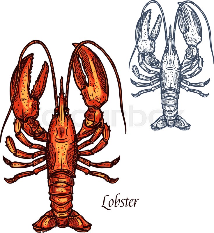 Lobster Or Crayfish Sketch Vector Stock Vector Colourbox 735x800 Lobster Or Crayfish Sketch Vector Stock Vector Colourbox