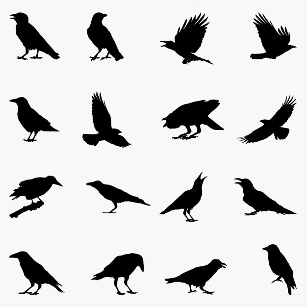 626x626 Crow Silhouettes Vector Premium Download