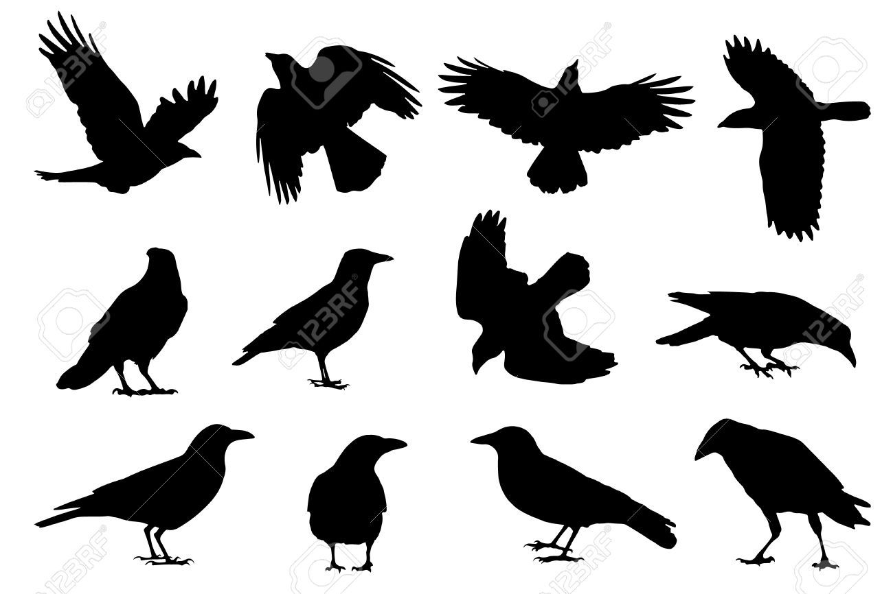 1300x866 Stock Vector Halloween Crow Silhouette, Silhouette Tattoos, Crow