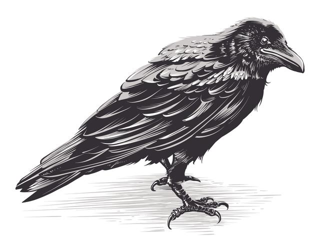 648x490 Vector Crow Art On White