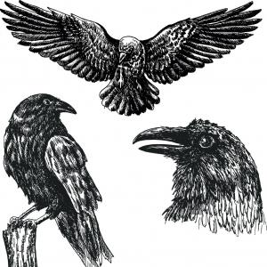 Vector Crow at Vectorified.com | Collection of Vector Crow free for ...