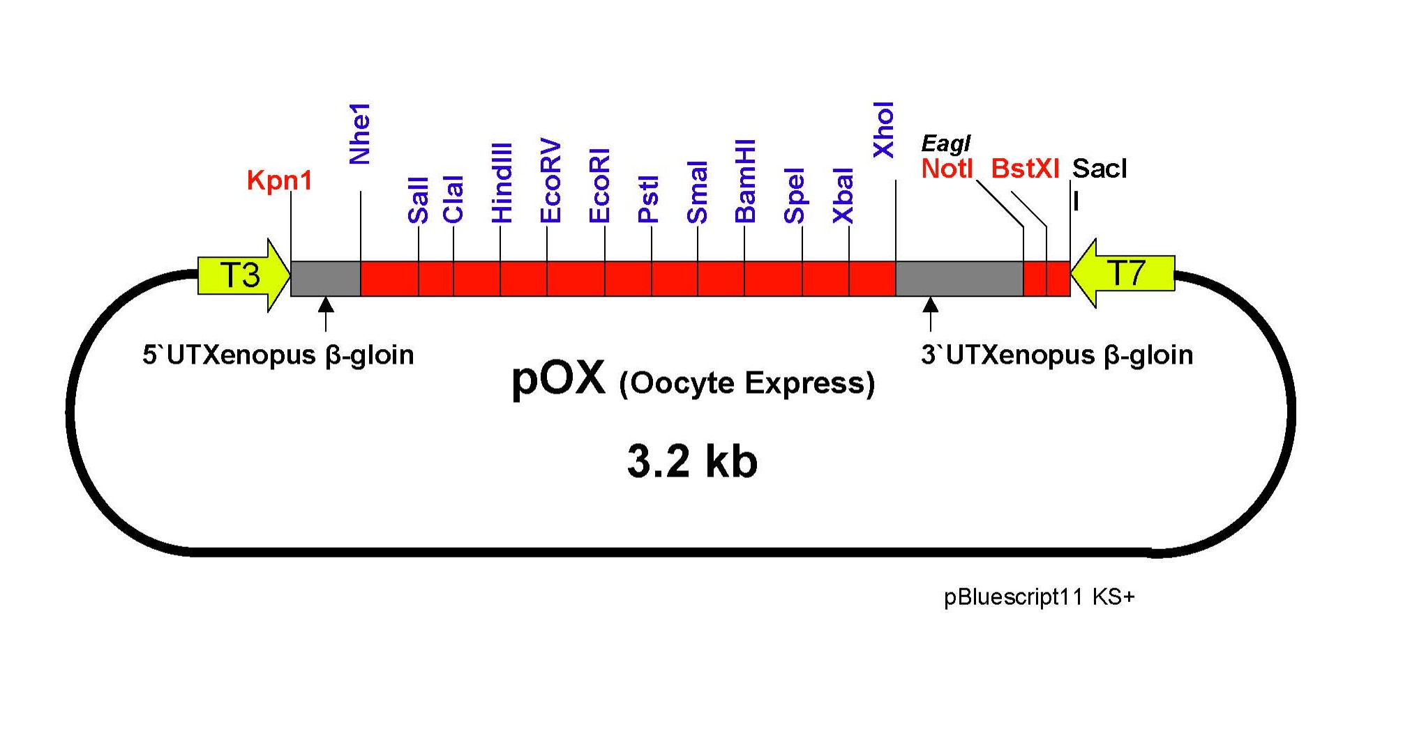 2011x1052 Addgene Vector Database