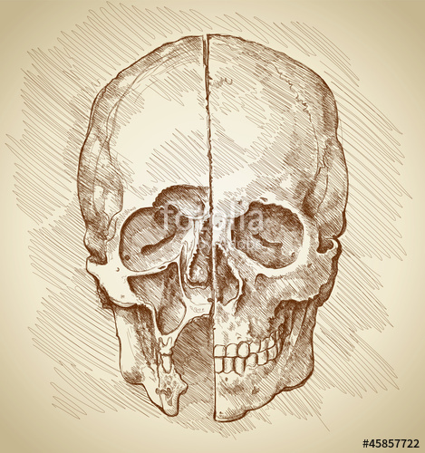 469x500 Skull Section Based On Drawing Of Leonardo Da Vinci Stock Image