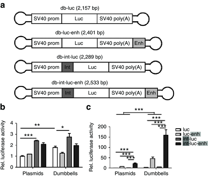 729x616 Enhancement Of Dumbbell Versus Plasmid Driven Luciferase