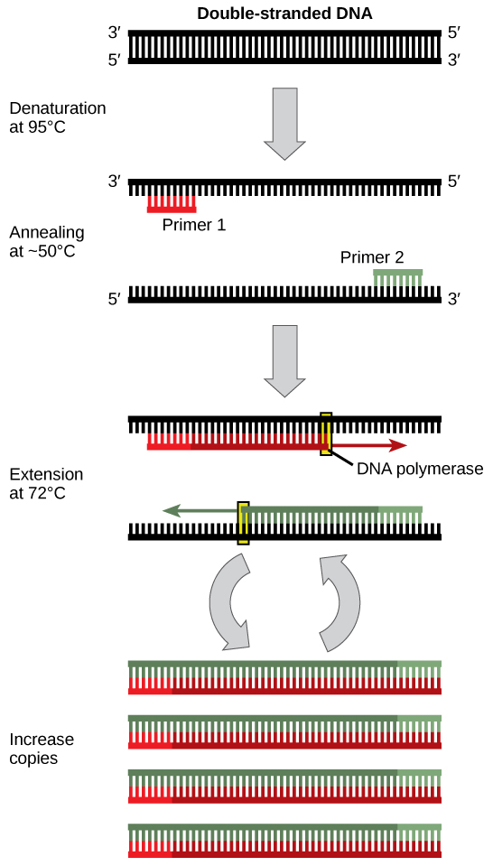 Vector Definition Biology