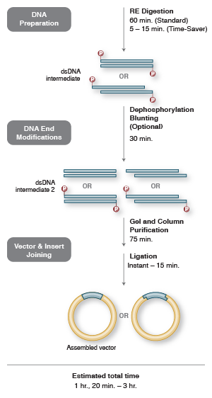 300x562 Traditional Cloning Neb