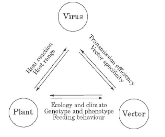 577x480 Virus Infection, Plant