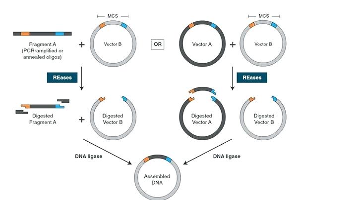 Vector Definition Biology at Vectorified.com | Collection of Vector ...