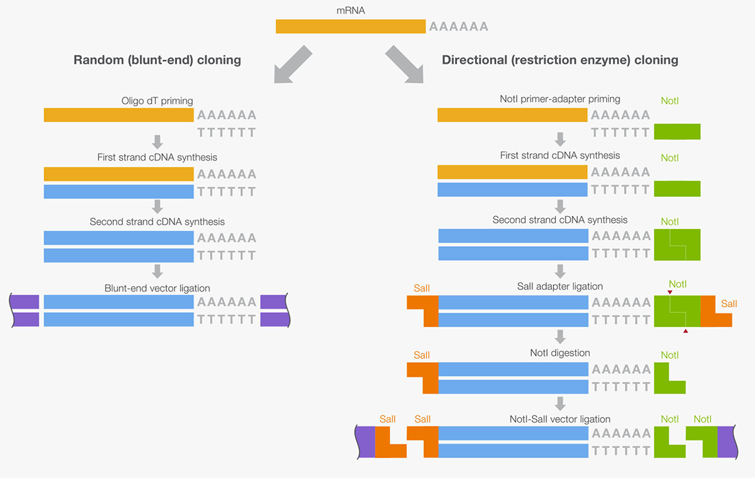 1100x697 Common Cloning Applications And Strategies Thermo Fisher