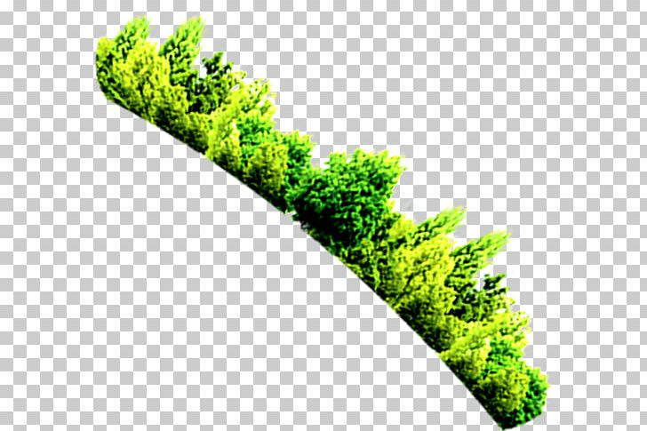 728x485 Photography Forest High Definition Television Png, Clipart