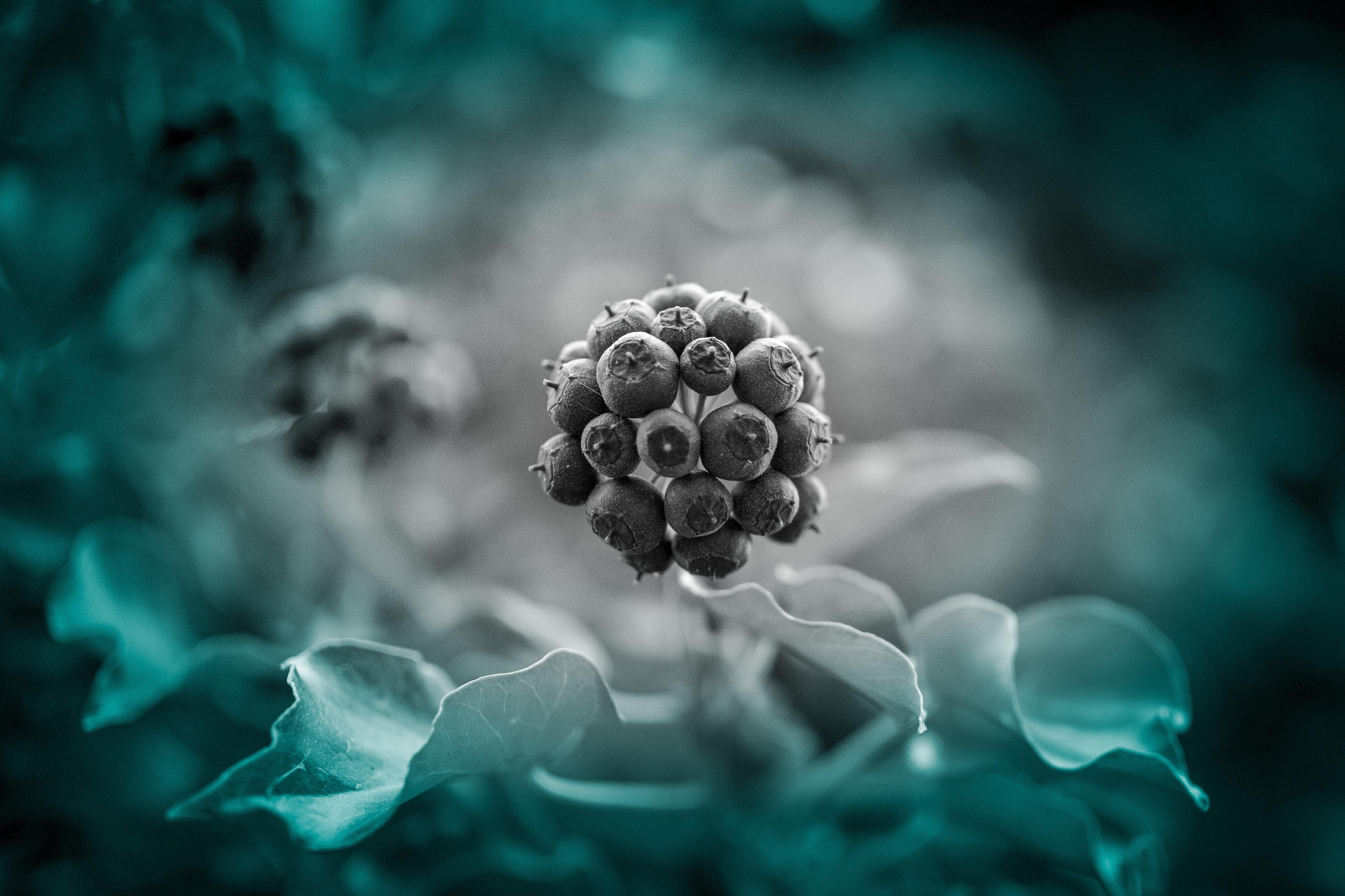 4697x3131 Wallpaper Berries, Vector, Photoshop, Macro Hd Widescreen High