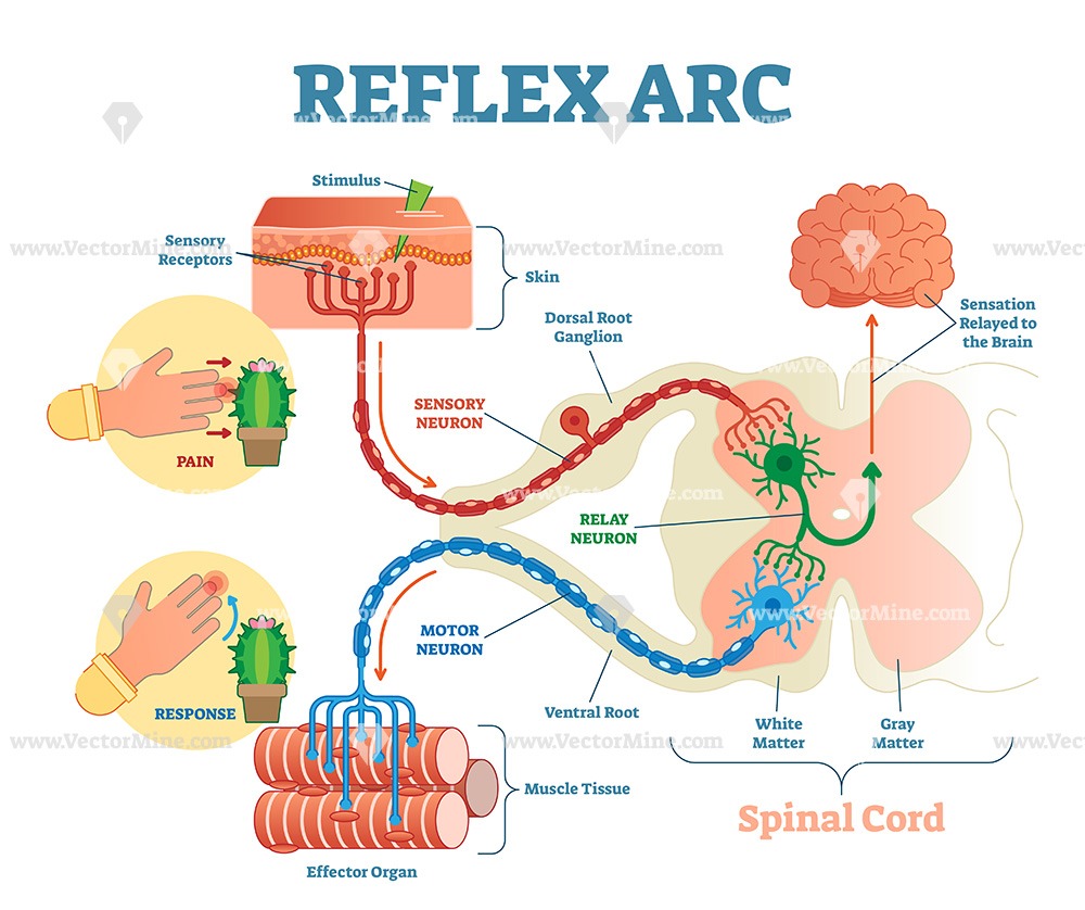 1000x838 Spinal Reflex Arc Anatomical Vector Illustration Diagram