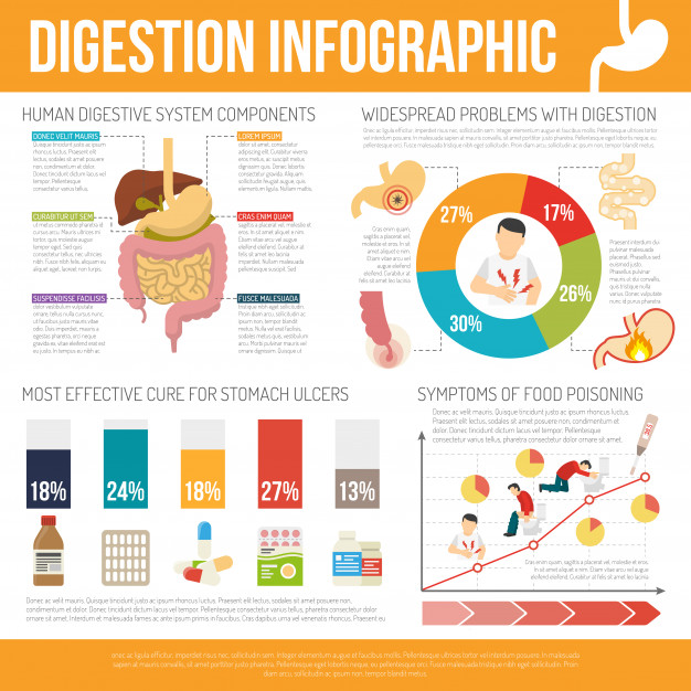 626x626 Digestion Infographic Set Vector Free Download