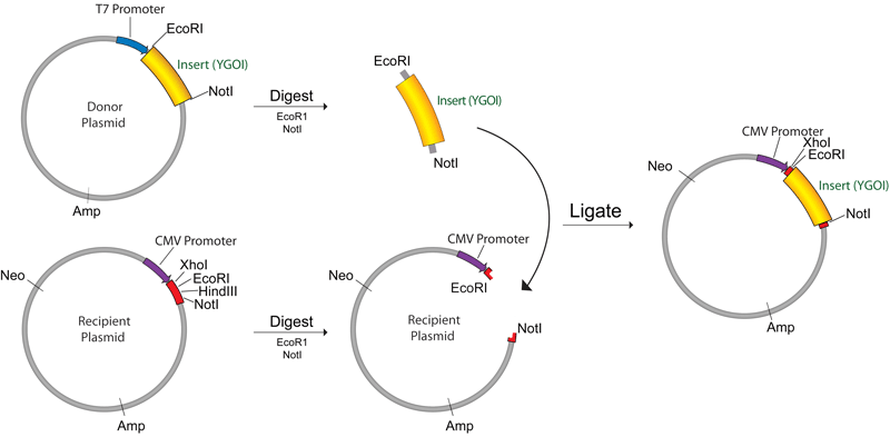 800x393 Addgene Plasmid Cloning