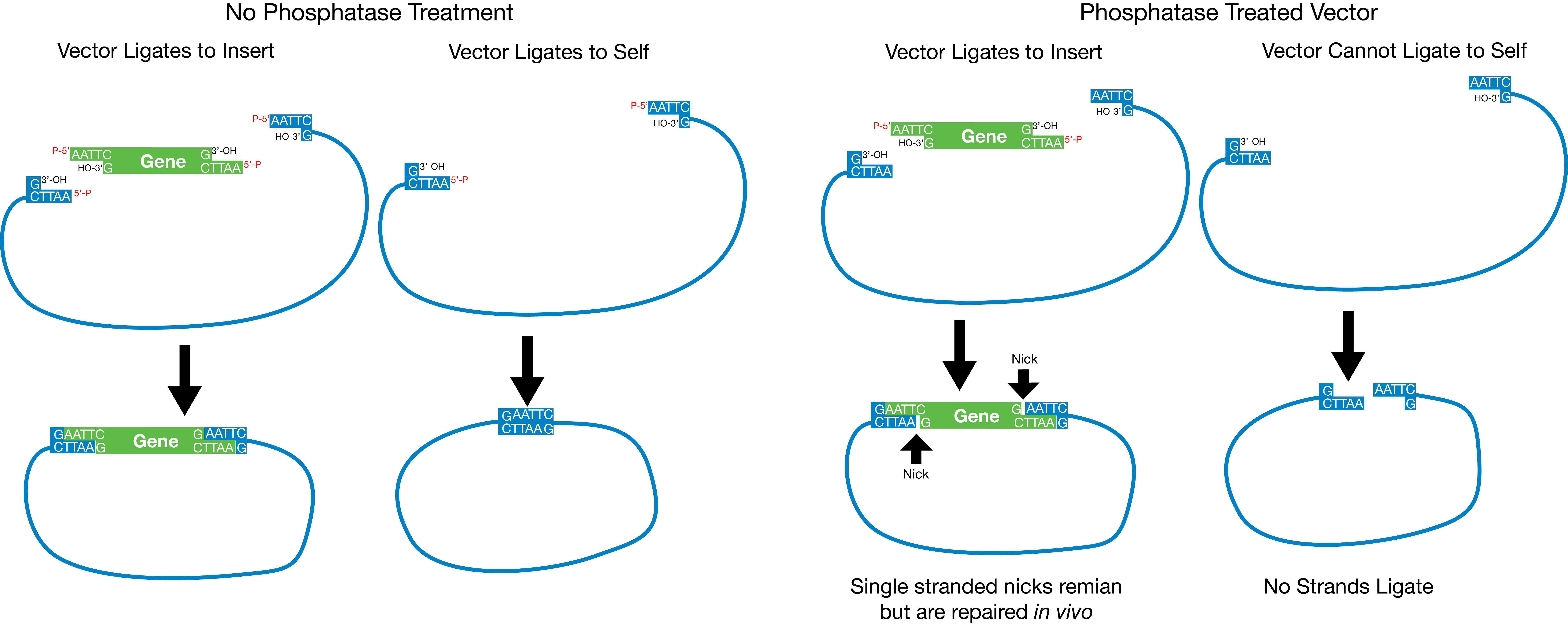 8263x3314 Plasmids Restriction Cloning