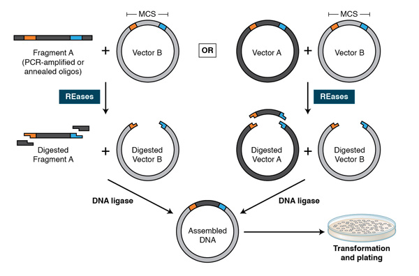 600x396 Restriction Endonucleases Molecular Cloning And Beyond Neb