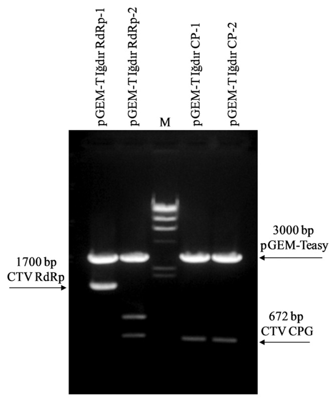 670x800 Restriction Digestion Of The Pgem Teasy Plasmid Vector With Cloned