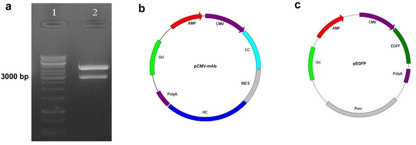 Restriction Enzyme Digestion And The Final Map For The Pcmv Mab 850x296 Restriction Enzyme Digestion And The Final Map For The Pcmv Mab