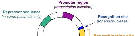 565x154 Reveals Isolation Of Gene And Vector Digestion Of Gene And Vector