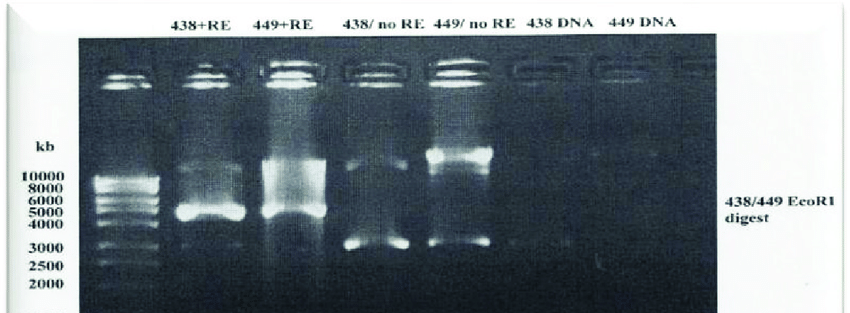 850x313 Single Digestion Of Two Pgex Vector Preparations With I