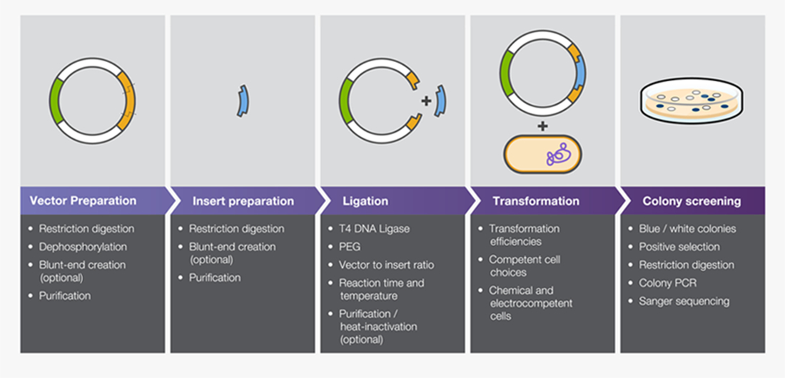 1100x530 Traditional Cloning Basics Thermo Fisher Scientific