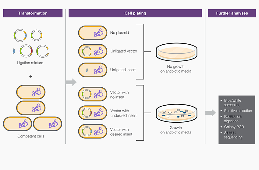 Vector Digestion at Vectorified.com | Collection of Vector Digestion ...