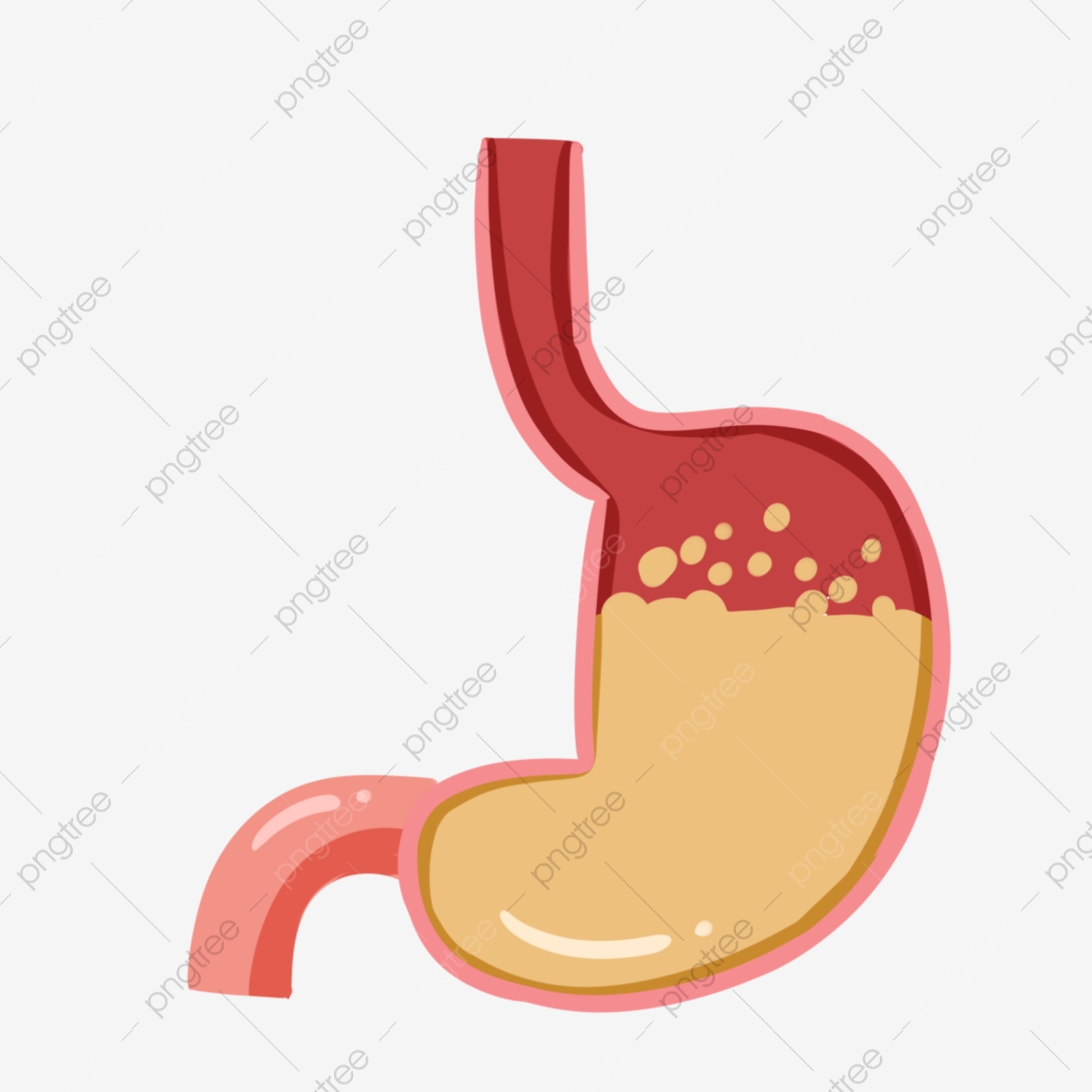 Vector Digestion at Vectorified.com | Collection of Vector Digestion ...