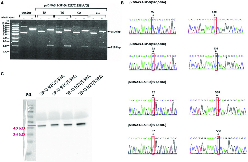850x555 A Double Digestion Of The Vector And Four Surfactant Proteins D