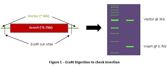 639x257 Background On Dna Restriction And Electrophoresis