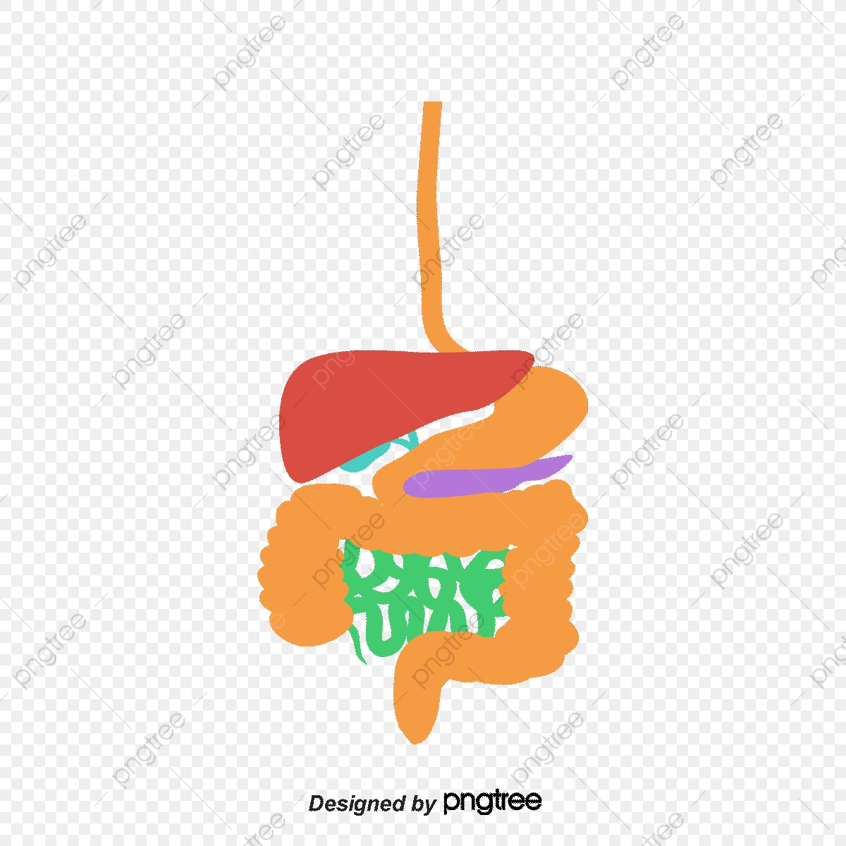 1200x1200 Color Digestion System, Digestive System, Intestinal Tract
