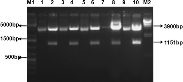 600x270 Confirmation Of Expression Vector Via Restriction Digestion