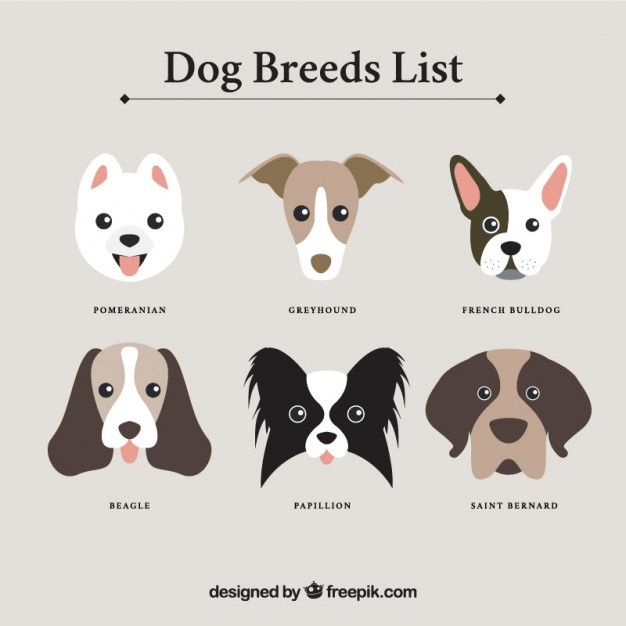 626x626 Dog Face Vectors, Photos And Free Download