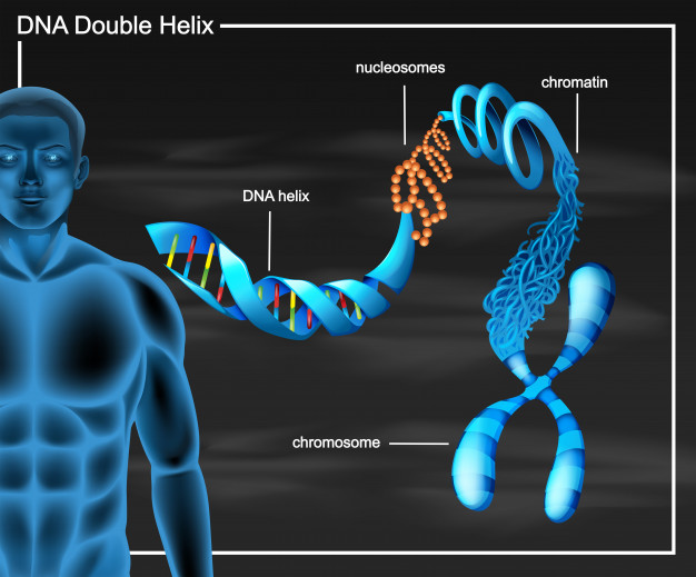 626x519 Dna Double Helix Diagram Vector Free Download