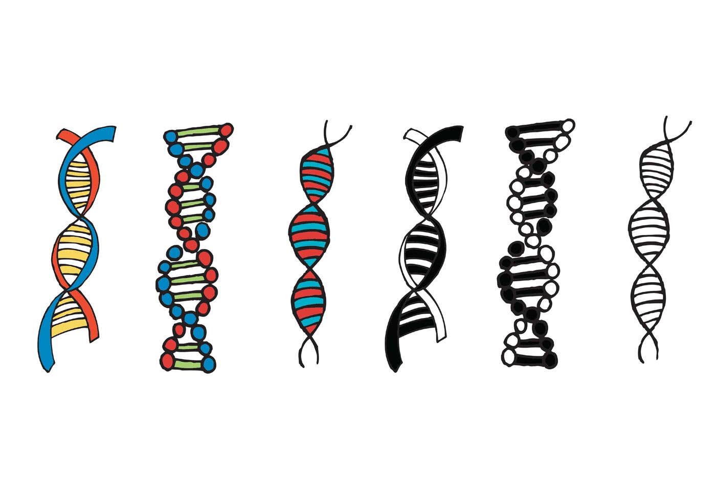 1400x980 Double Helix Free Vector Art