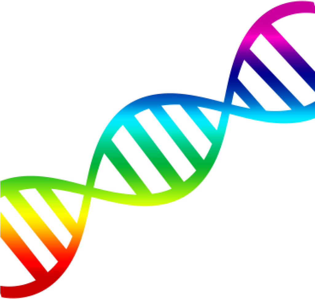 1025x971 Temporary Collection Of Free Vector Dna Graphic Art