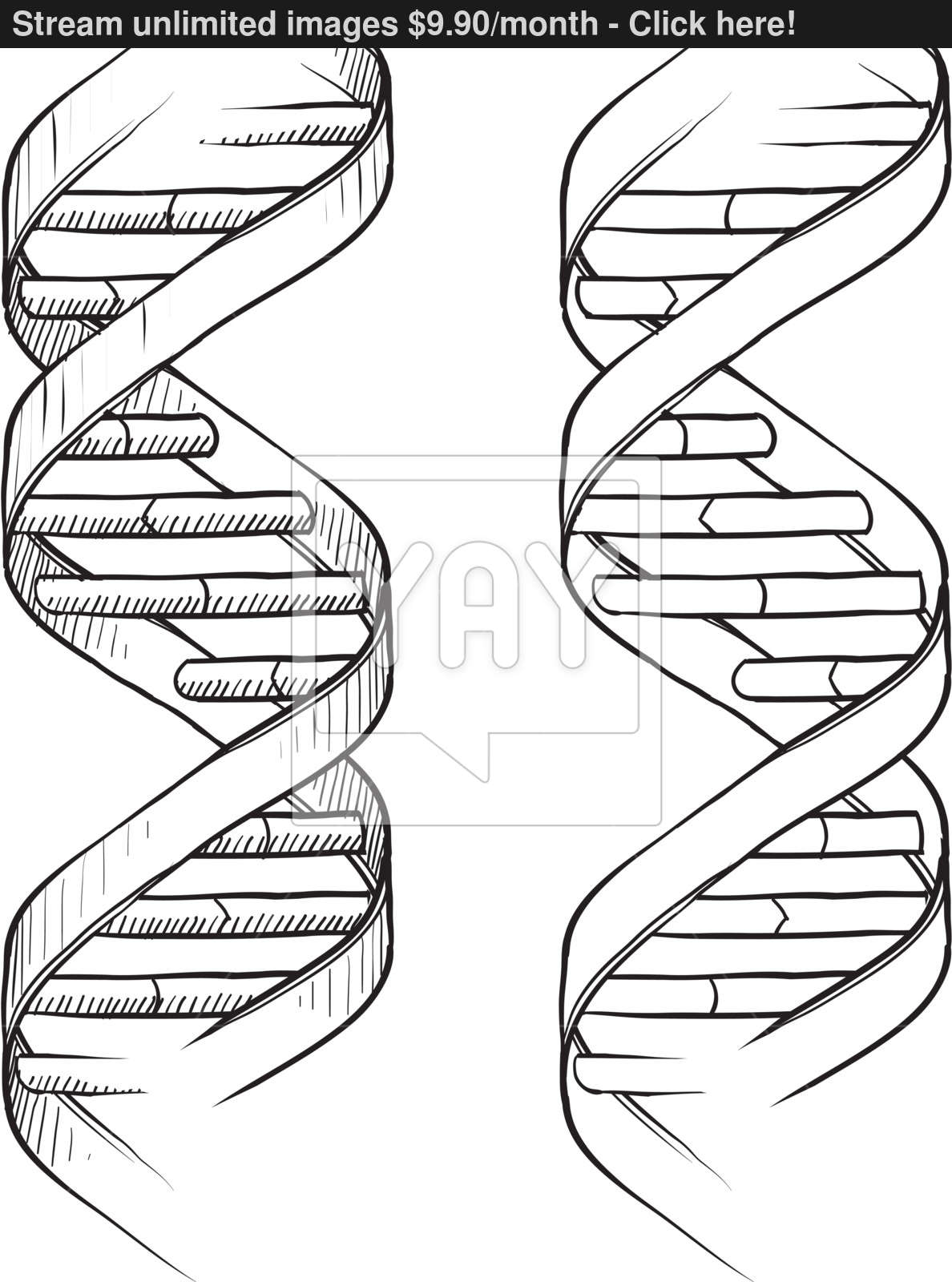 1188x1600 Dna Double Helix Sketch Vector