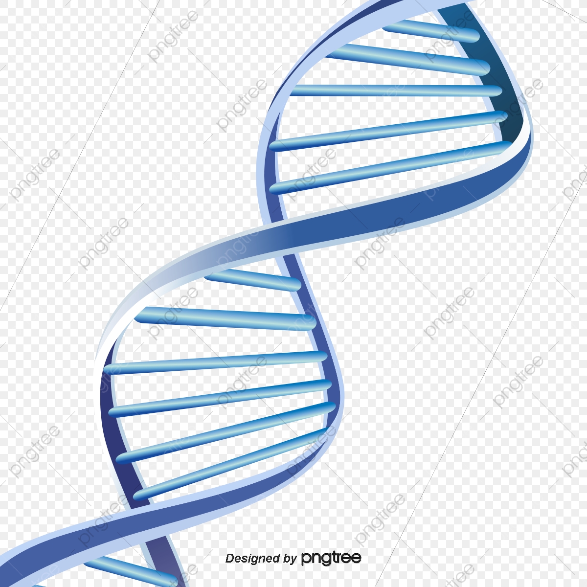 1200x1200 Dna Double Helix Structure, Dna, Double Helix, Structure Png
