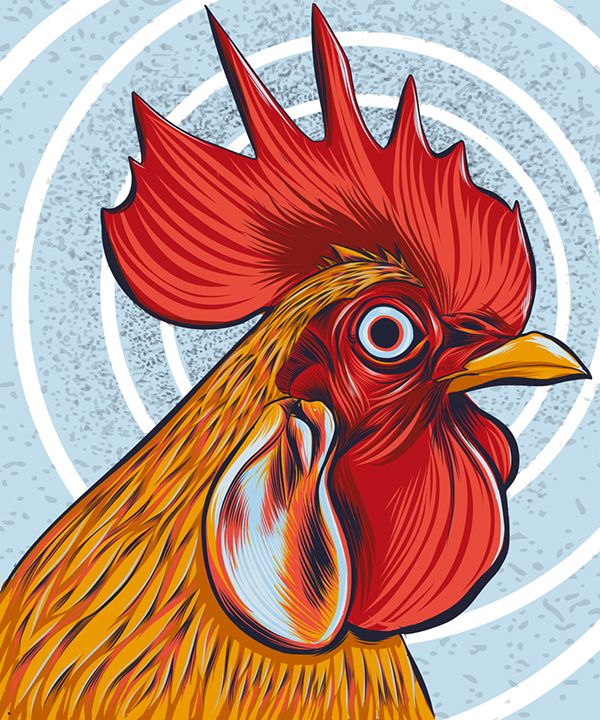 600x720 Hypno Rooster Vector Drawing On Adobe Illustrator Draw My New