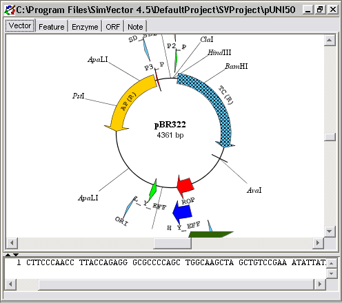 496x440 Simvectordraw Plasmid Maps Restriction Analysis Restriction