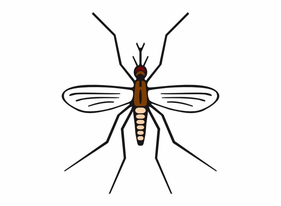 920x676 How To Set Use Mosquito In Brown Color Vector