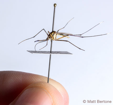 430x400 Vector Ecology Connecting Ecology And Pathogen Transmission