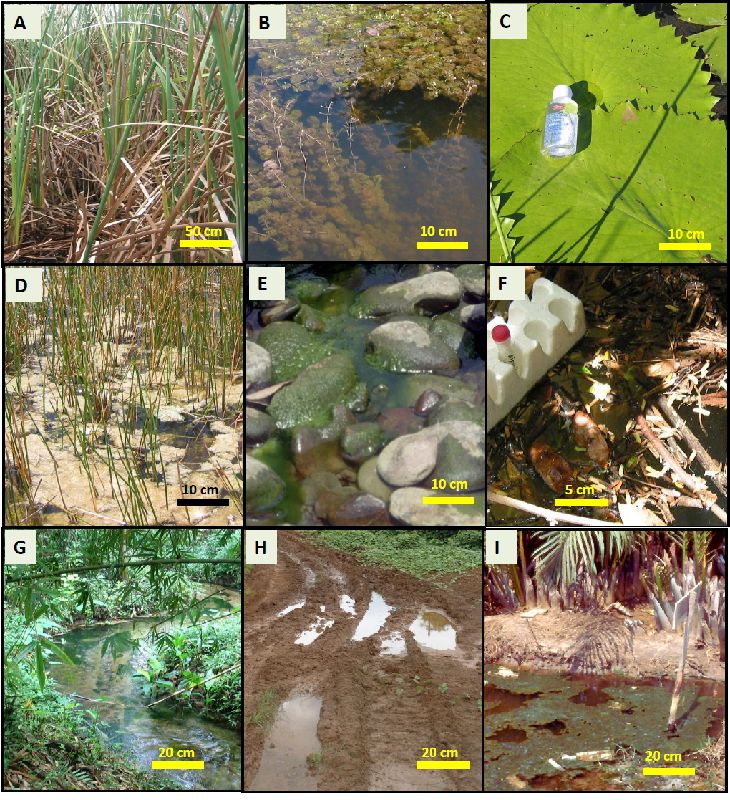730x800 Ecology Of Larval Habitats Intechopen
