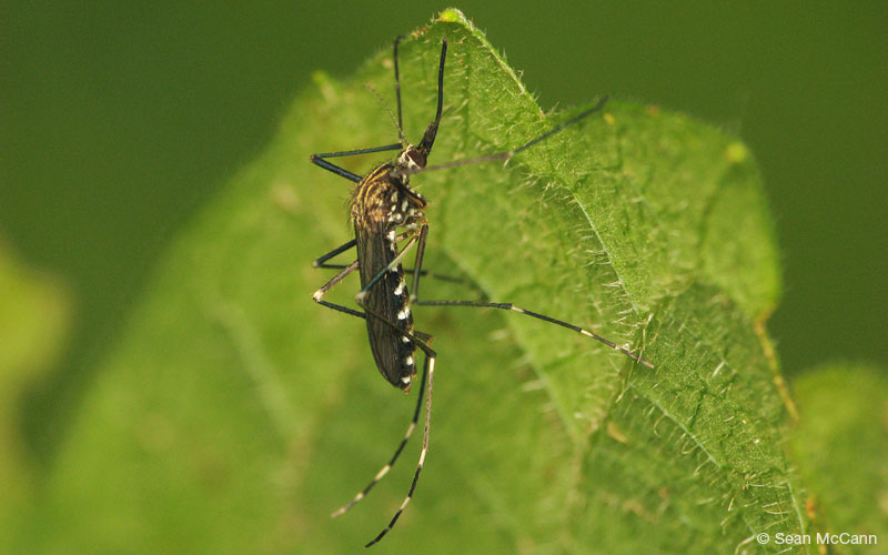 800x500 Landscape Ecology Vector Ecology